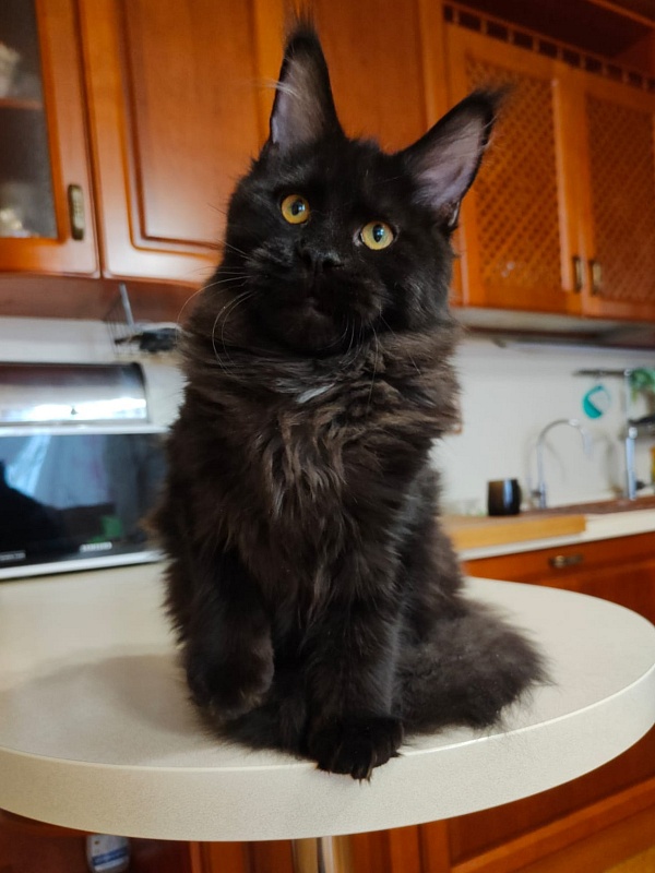 Viola  Akbars - Kitten maine-coon 5 months 3.5 weeks