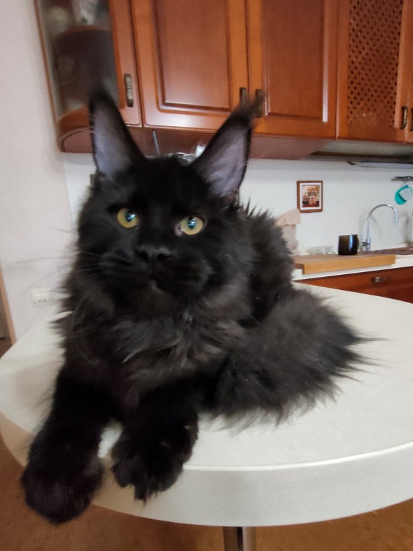 Viola  Akbars - Kitten maine-coon 5 months 3.5 weeks