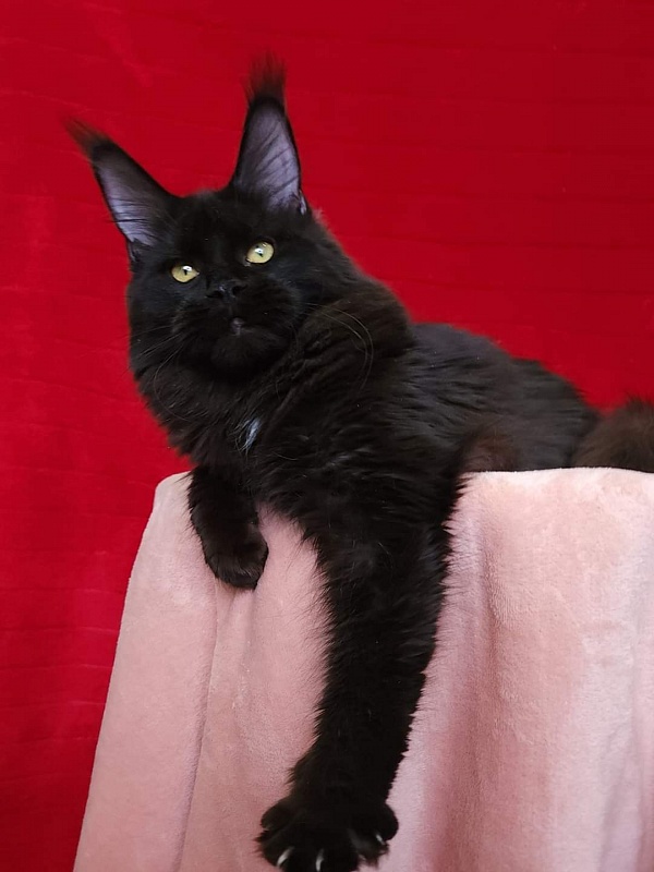 Viola  Akbars - Junior maine-coon 8 months 1 week