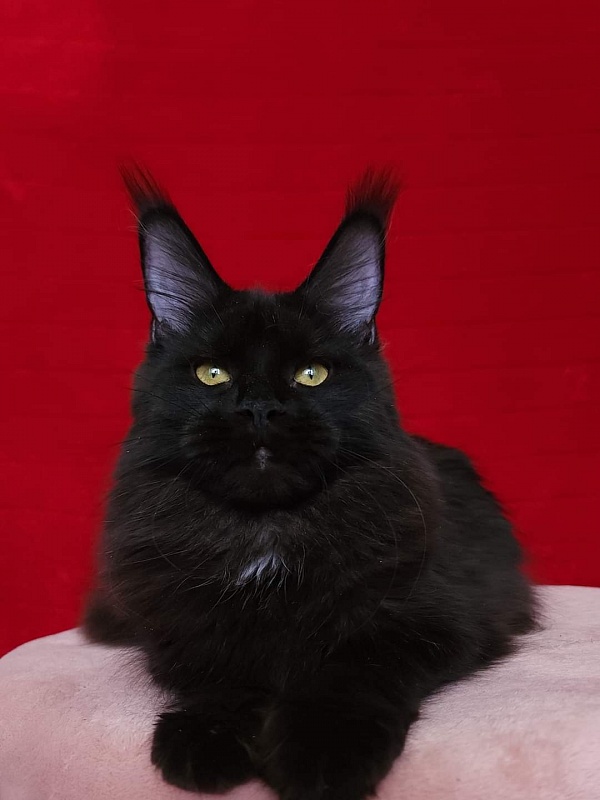 Viola  Akbars - Junior maine-coon 8 months 1 week