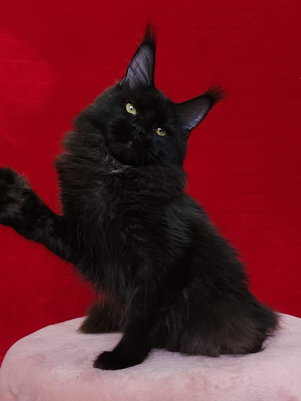 Viola  Akbars - Junior maine-coon 8 months 1 week