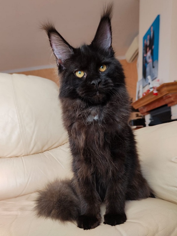 Viola  Akbars - Kitten maine-coon 6 months 2.5 weeks