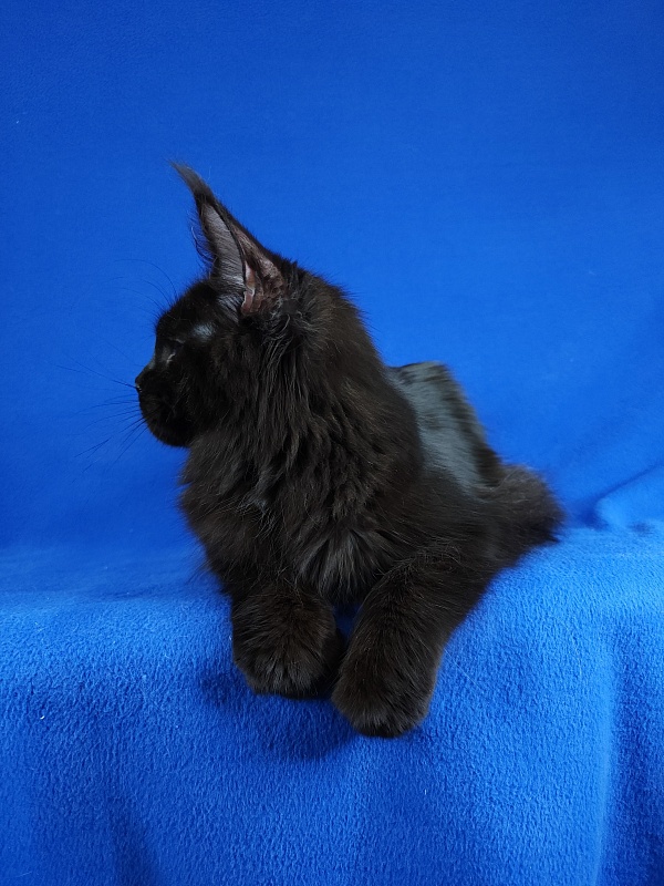 Viola  Akbars - Junior maine-coon 7 months 1 week