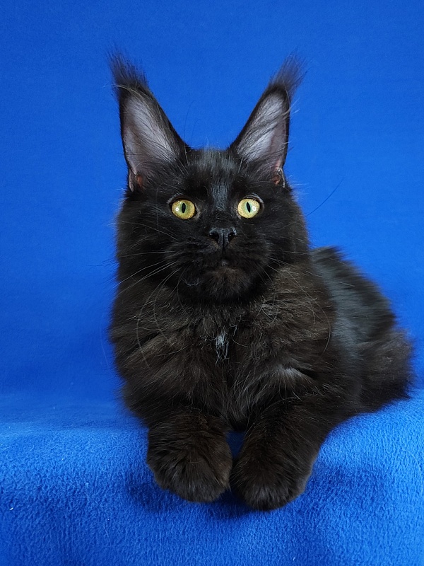 Viola  Akbars - Junior maine-coon 7 months 1 week