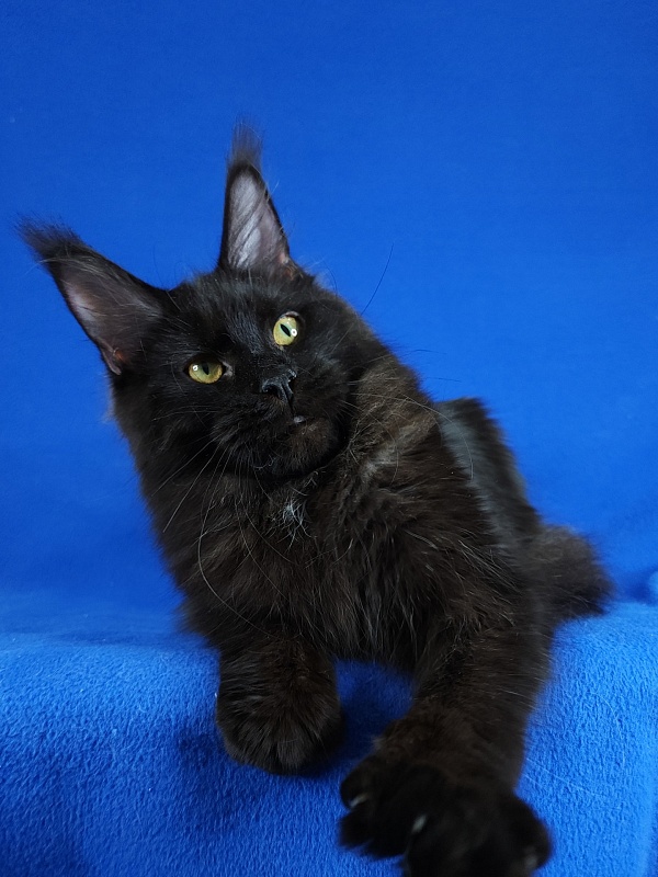 Viola  Akbars - Junior maine-coon 7 months 1 week