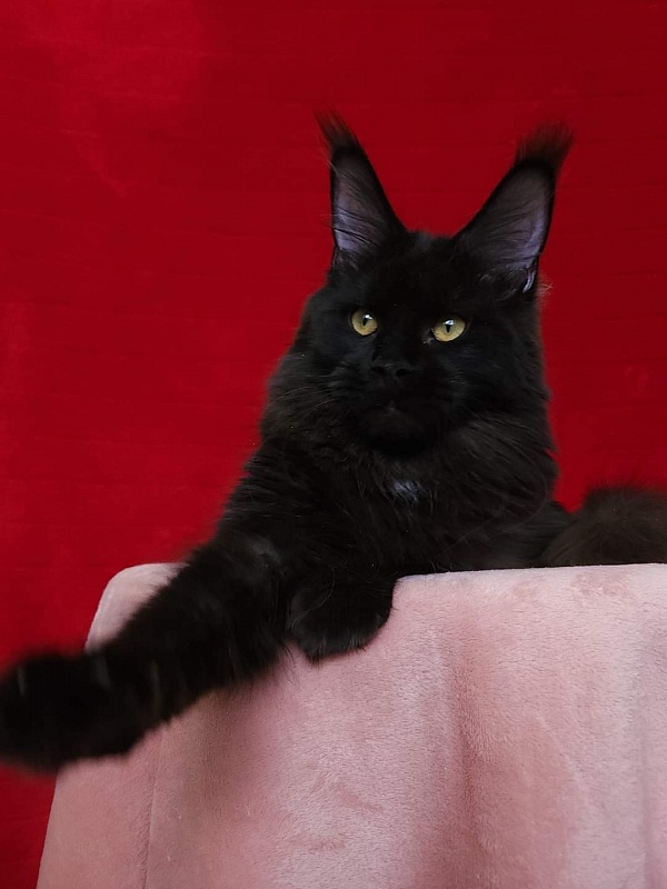 Viola  Akbars - Junior maine-coon 8 months 1 week