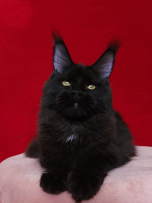 Viola  Akbars - Junior maine-coon 8 months 1 week