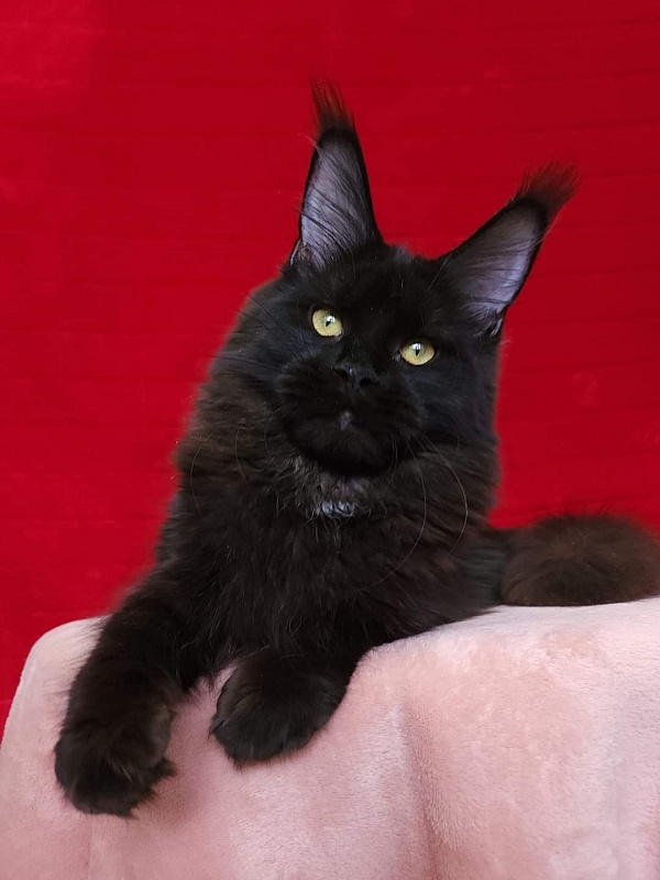 Viola  Akbars - Junior maine-coon 8 months 1 week