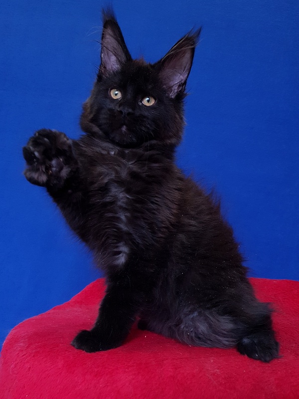 Viola  Akbars - Kitten maine-coon 4 months 2.5 weeks