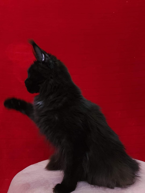 Viola  Akbars - Junior maine-coon 8 months 1 week