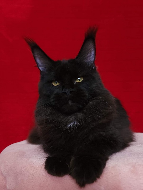 Viola  Akbars - Junior maine-coon 8 months 1 week