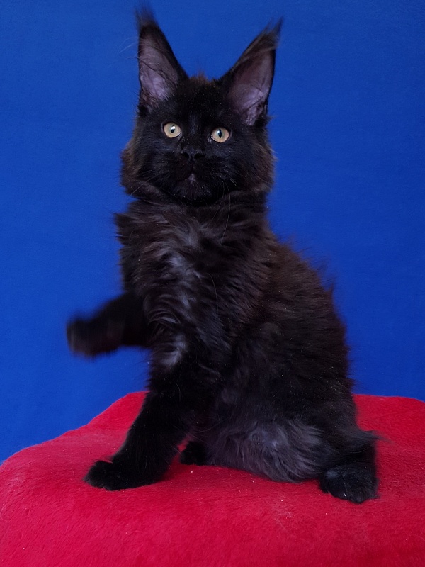 Viola  Akbars - Kitten maine-coon 4 months 2.5 weeks