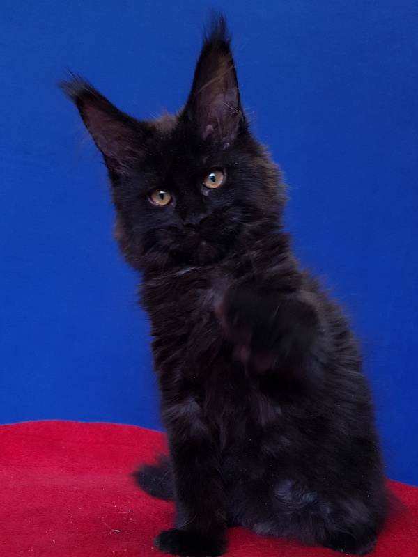 Viola  Akbars - Kitten maine-coon 4 months 2.5 weeks