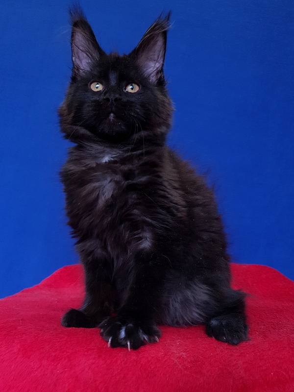 Viola  Akbars - Kitten maine-coon 4 months 2.5 weeks