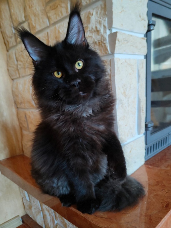 Viola  Akbars - Kitten maine-coon 5 months 3.5 weeks