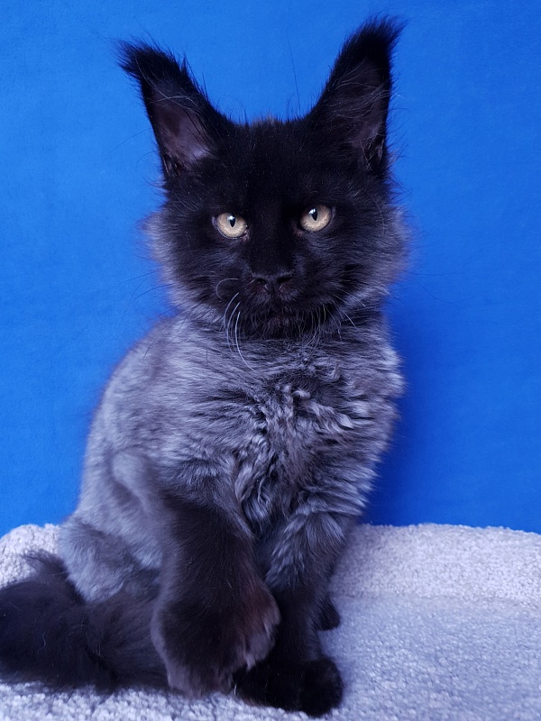 Xerxes Akbars (polydactyl 76/66) - Kitten maine-coon 3 months 4 weeks