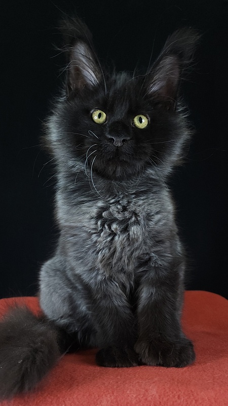 Xerxes Akbars (polydactyl 76/66) - Kitten maine-coon 4 months 0.5 weeks