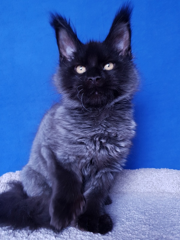 Xerxes Akbars (polydactyl 76/66) - Kitten maine-coon 3 months 4 weeks