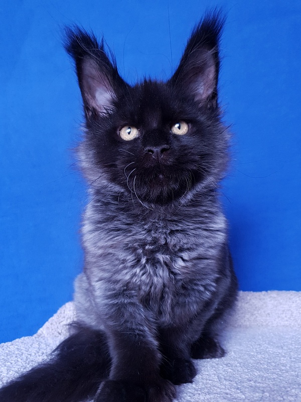 Xerxes Akbars (polydactyl 76/66) - Kitten maine-coon 3 months 4 weeks