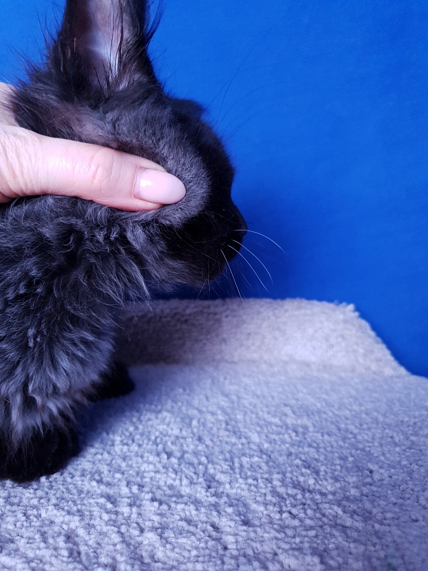 Xerxes Akbars (polydactyl 76/66) - Kitten maine-coon 3 months 4 weeks