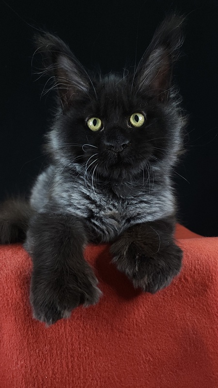 Xerxes Akbars (polydactyl 76/66) - Kitten maine-coon 4 months 0.5 weeks