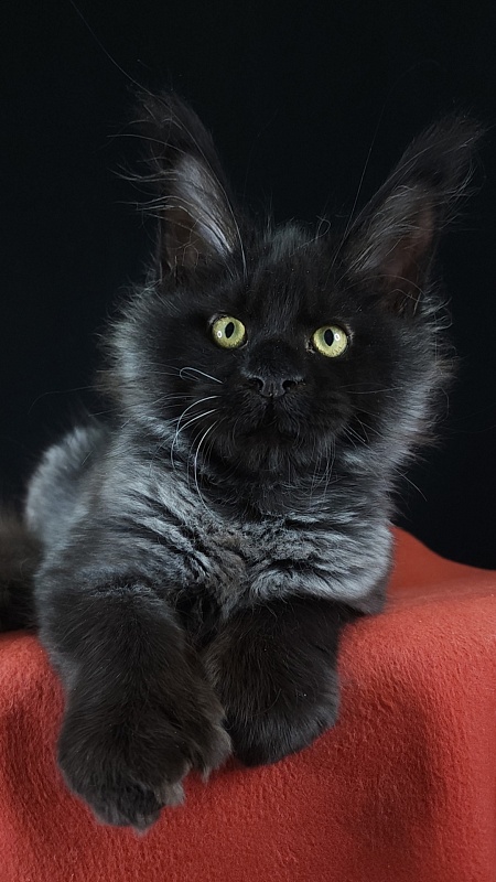 Xerxes Akbars (polydactyl 76/66) - Kitten maine-coon 4 months 0.5 weeks