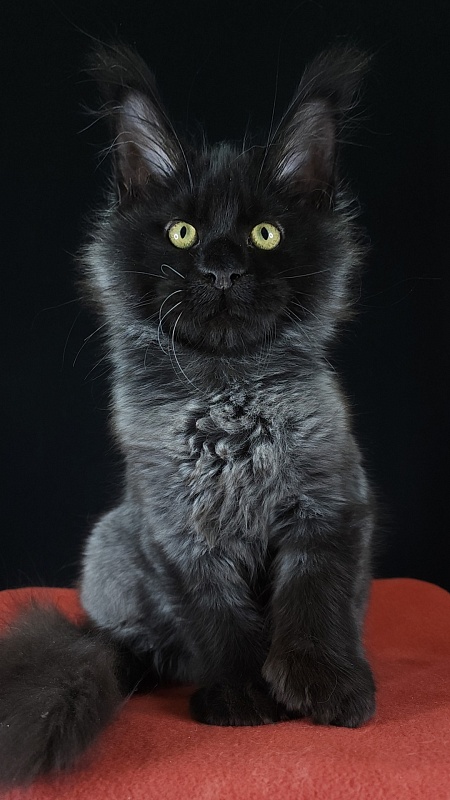 Xerxes Akbars (polydactyl 76/66) - Kitten maine-coon 4 months 0.5 weeks