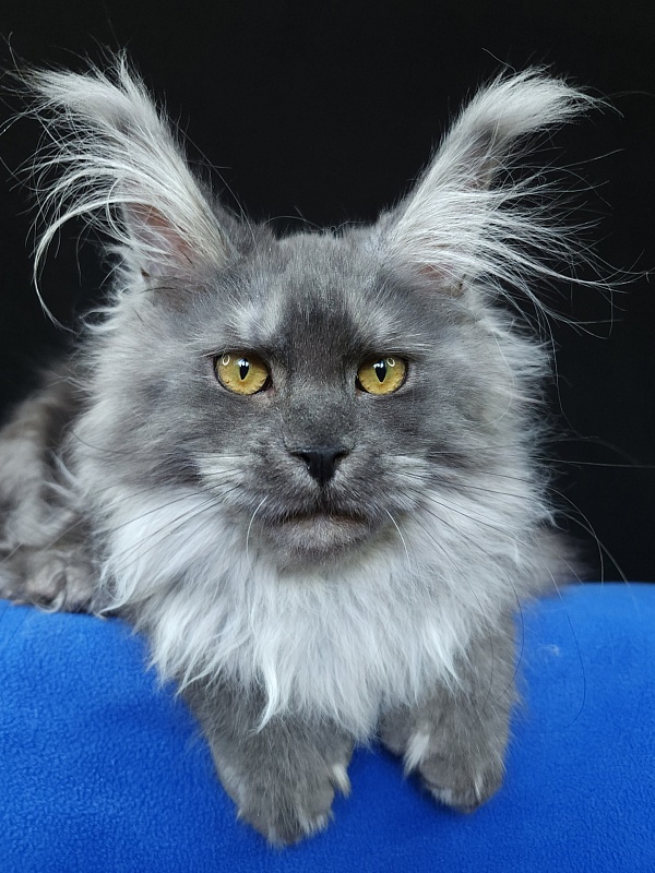 X*Warm sun Akbars (polydactyl 66/66) - Kitten maine-coon 6 months 0.5 weeks