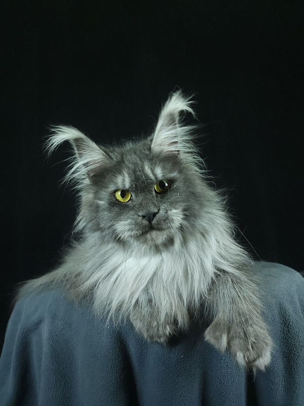 X*Warm sun Akbars (polydactyl 66/66) - Adult maine-coon 1 year 9 months 3 weeks