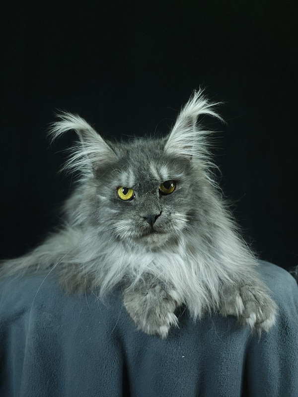 X*Warm sun Akbars (polydactyl 66/66) - Adult maine-coon 1 year 9 months 3 weeks