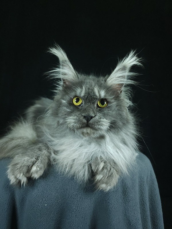 X*Warm sun Akbars (polydactyl 66/66) - Adult maine-coon 1 year 9 months 3 weeks