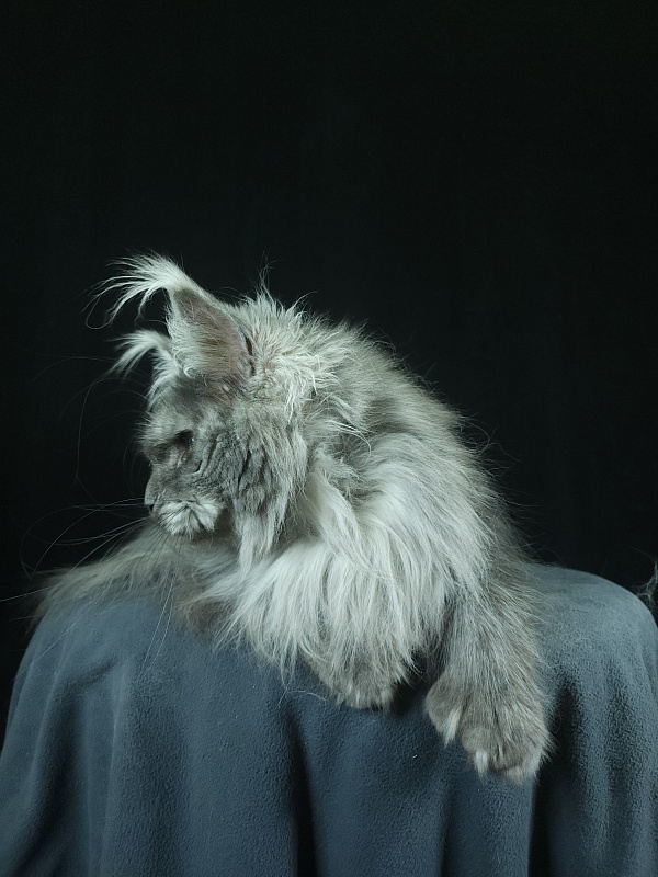 X*Warm sun Akbars (polydactyl 66/66) - Adult maine-coon 1 year 9 months 3 weeks