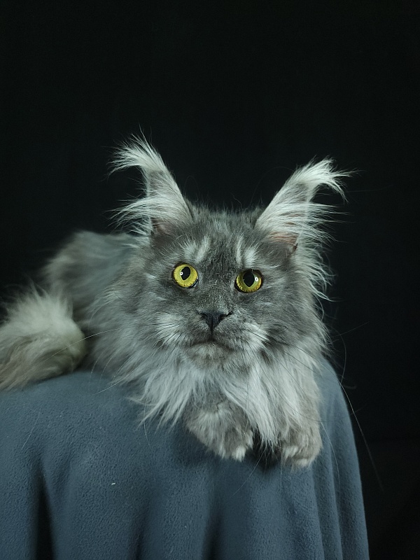 X*Warm sun Akbars (polydactyl 66/66) - Adult maine-coon 1 year 9 months 3 weeks