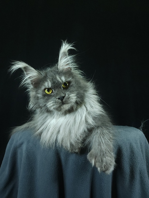 X*Warm sun Akbars (polydactyl 66/66) - Adult maine-coon 1 year 9 months 3 weeks