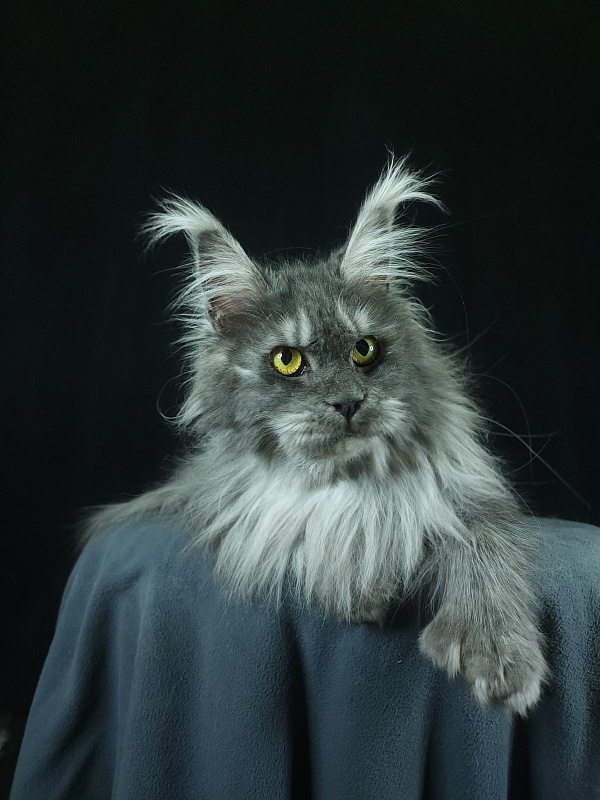 X*Warm sun Akbars (polydactyl 66/66) - Adult maine-coon 1 year 9 months 3 weeks