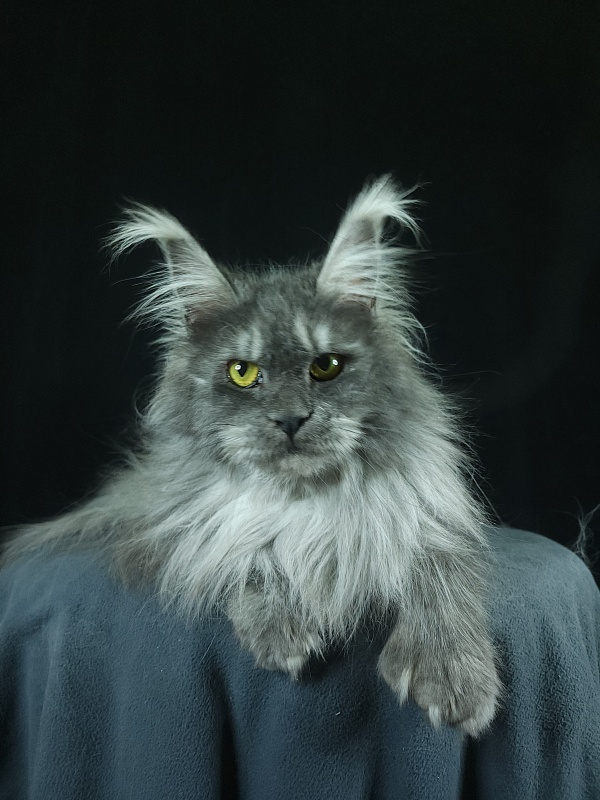 X*Warm sun Akbars (polydactyl 66/66) - Adult maine-coon 1 year 9 months 3 weeks