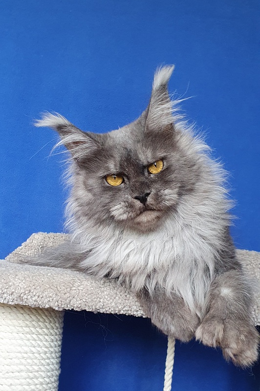 X*Warm sun Akbars (polydactyl 66/66) - Adult maine-coon 2 years 2 months