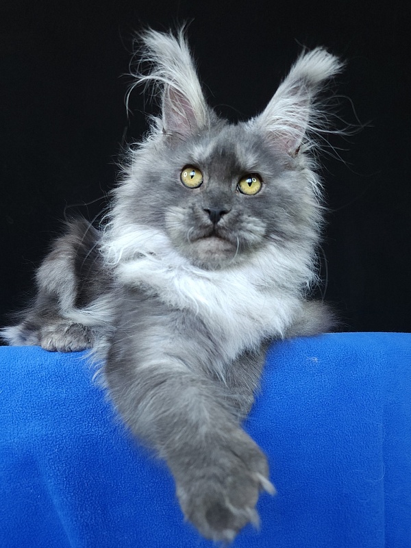 X*Warm sun Akbars (polydactyl 66/66) - Kitten maine-coon 6 months 0.5 weeks