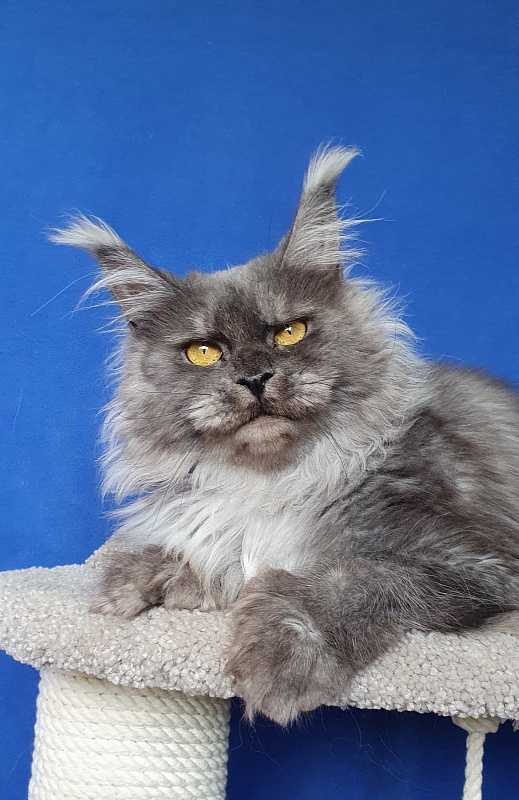 X*Warm sun Akbars (polydactyl 66/66) - Adult maine-coon 2 years 2 months