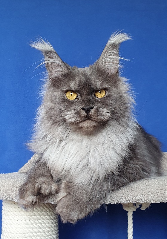 X*Warm sun Akbars (polydactyl 66/66) - Adult maine-coon 2 years 2 months