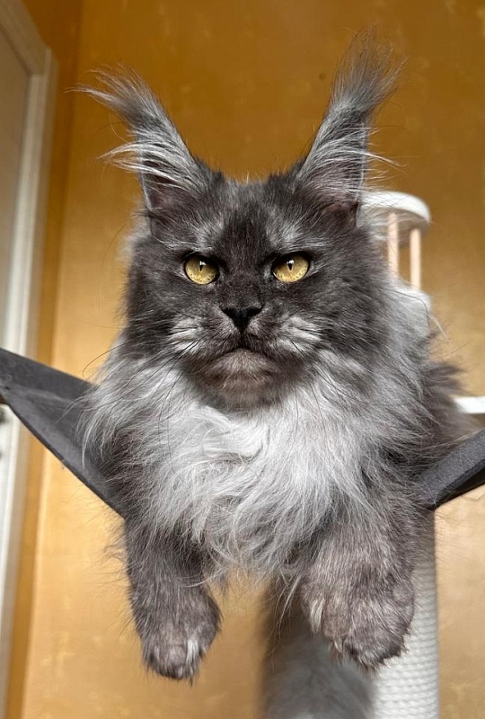 X*Warm sun Akbars (polydactyl 66/66) - Adult maine-coon 3 years 1 month 3.5 weeks