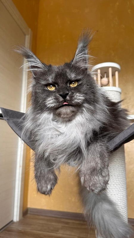 X*Warm sun Akbars (polydactyl 66/66) - Adult maine-coon 3 years 1 month 3.5 weeks