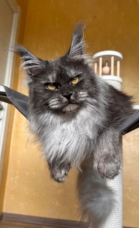 X*Warm sun Akbars (polydactyl 66/66) - Adult maine-coon 3 years 1 month 3.5 weeks