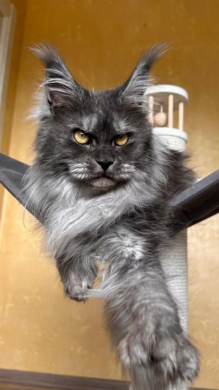 X*Warm sun Akbars (polydactyl 66/66) - Adult maine-coon 3 years 1 month 3.5 weeks