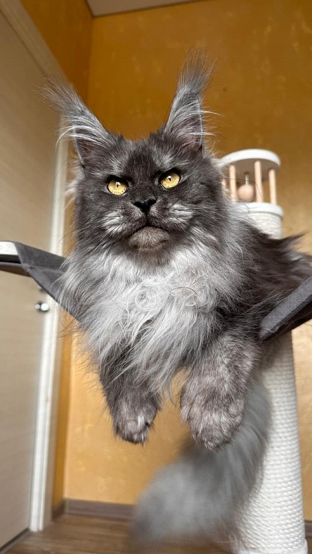 X*Warm sun Akbars (polydactyl 66/66) - Adult maine-coon 3 years 1 month 3.5 weeks