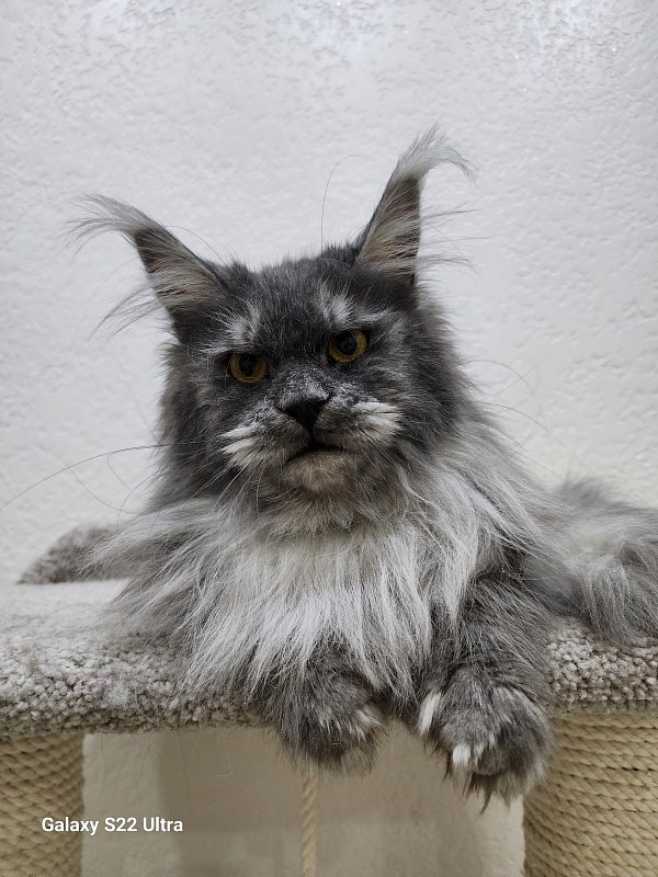 X*Warm sun Akbars (polydactyl 66/66) - Adult maine-coon 1 year 5 months 3 weeks