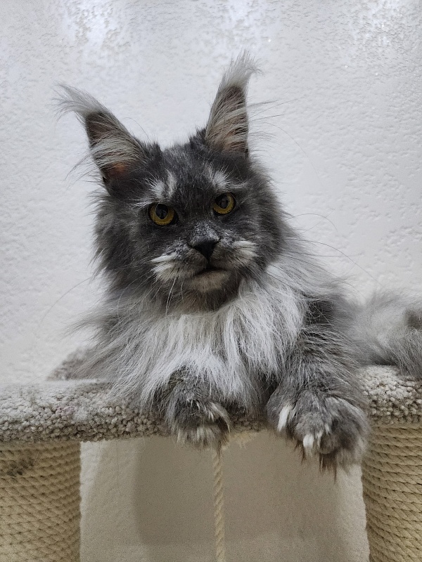 X*Warm sun Akbars (polydactyl 66/66) - Adult maine-coon 1 year 5 months 3 weeks