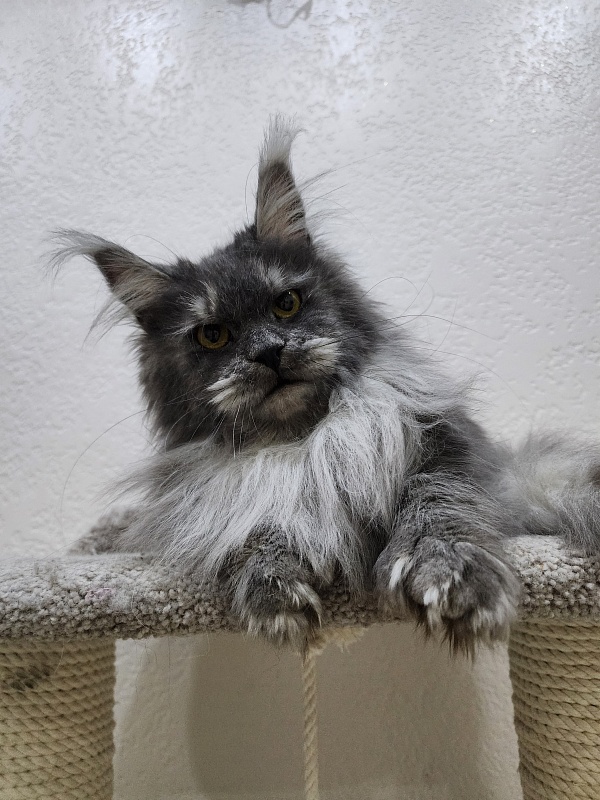 X*Warm sun Akbars (polydactyl 66/66) - Adult maine-coon 1 year 5 months 3 weeks