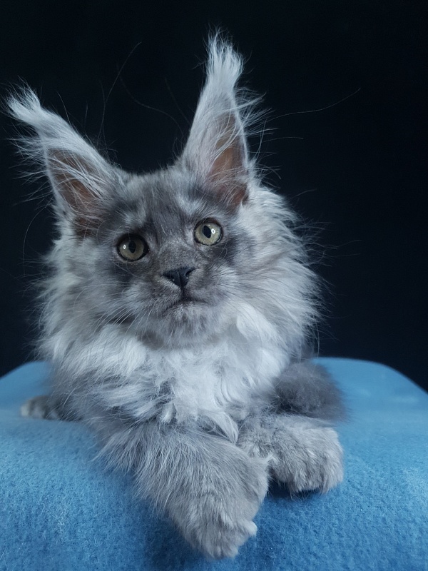 X*Warm sun Akbars (polydactyl 66/66) - Kitten maine-coon 3 months 1.5 week