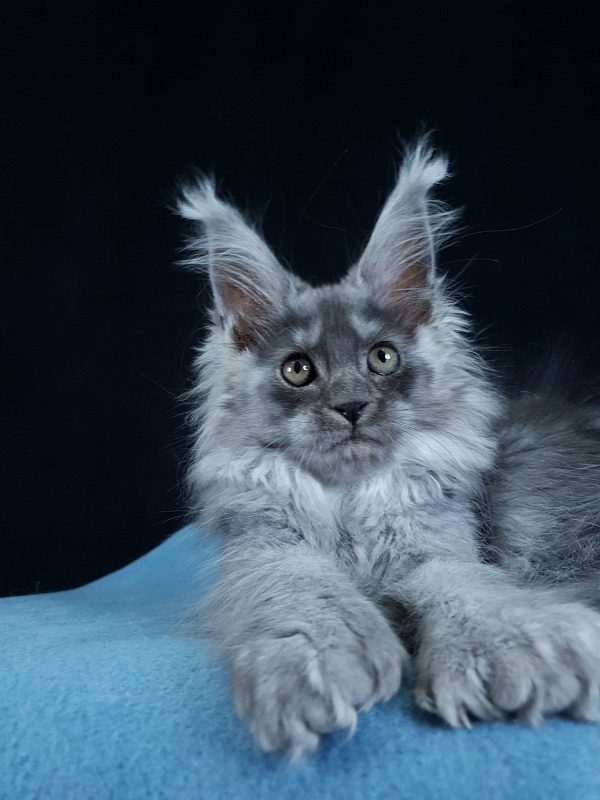 X*Warm sun Akbars (polydactyl 66/66) - Kitten maine-coon 3 months 1.5 week